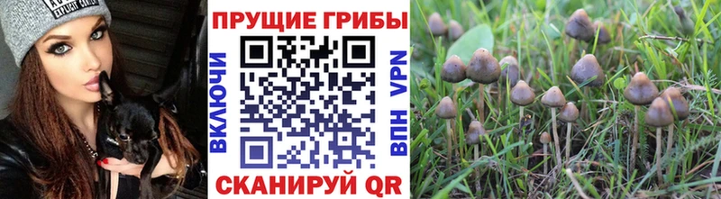 Купить  Семилуки  Псилоцибиновые грибы Psilocybe 